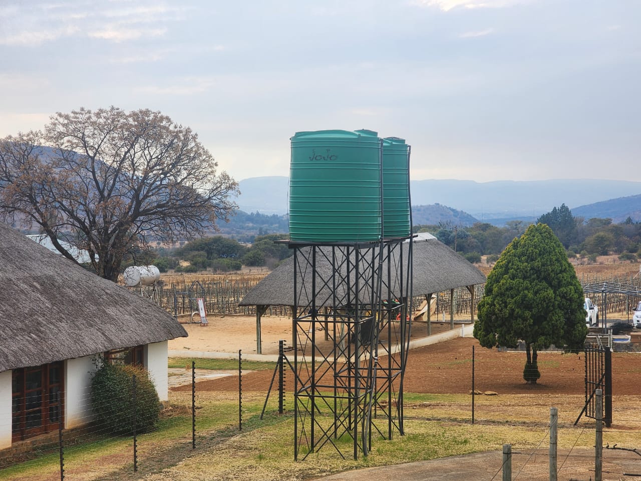 About Plantago Lanceolata